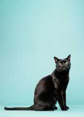 Black cat sitting and posing on light blue seamless background