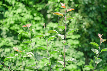 Young tree in focus and green natural bokeh.