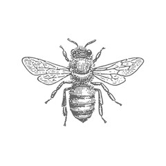 Honey Bee. Vintage rough woodcut engraving linocut style vector illustration.