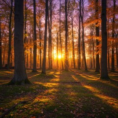 Fototapeta premium Autumn Sunset in a Forest of Tall Trees