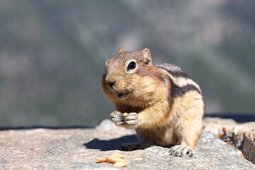 closeup adorable cute uinta chipmunk near Red Lodge Montana in the Beartooth Mountain Range Pass...