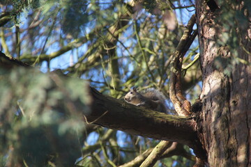 Squirrel