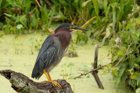 Green Heron