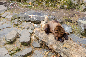 Young brown bear resting on a fallen tree trunk in a rocky enclosure
