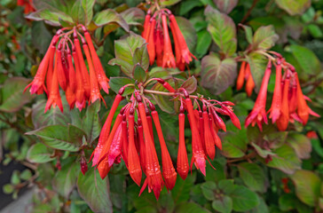 Fuchsia triphylla