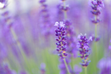Fototapeta premium Purple lavender bloom in nature. Composition of nature. Summer blooming flower. Blooming flower field. Field of lavender. Lavender flower in summer. France Provence field. Lavender oil