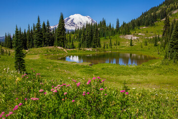 Mt. Rainier and its reflection surrounded by lush greenery and wildflowers at Mt. Rainier National Park in summertime
