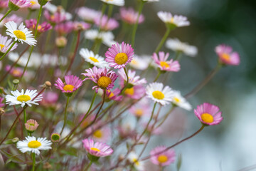 Mexikanische Berufkraut (Erigeron karvinskianus), auch Spanisches Gänseblümchen,...