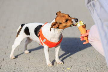 A dog of the Jack Russell Terrier breed eats ice cream. Animal portrait with selective focus and copy space
