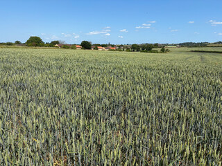 Crop of wheat in a field in June, United Kingdom