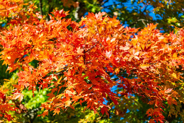 Natural fallen leaves. Autumnal leaves on tree. Autumnal season nature. Bright color fall. Mood of fall. Autumn season. Fall leaves change color. Nature fall weather. Seasonal forest