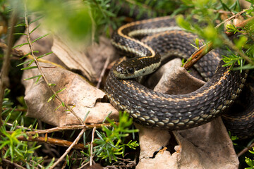 Closeup of a coiled garter snake in springtime
