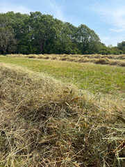 A hay meadow in June, North Yorkshire, England, United Kingdom