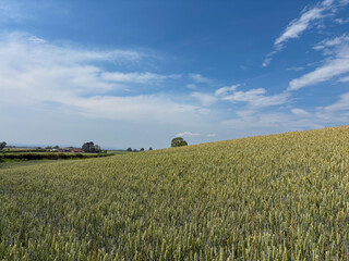 Fototapeta premium Crop of wheat in a field in June, United Kingdom