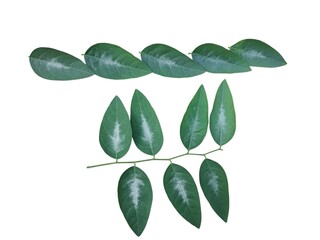 Green leaves isolated on white background