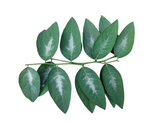 Naklejka premium Green leaves isolated on white background