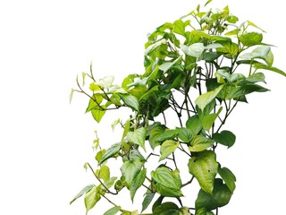 Green leaves isolated on white background