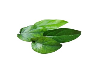 Green leaves isolated on white background