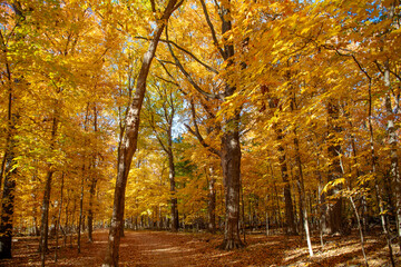 Fall leaves change color. Nature fall weather. Autumn breeze. Seasonal forest. Natural fallen...