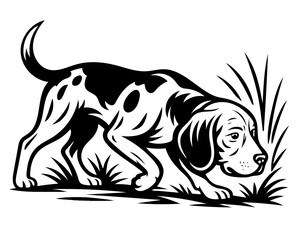 A black and white dog beagle on the hunt is walking through a field of grass.