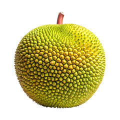 Studio shot of a whole breadfruit, an exotic tropical fruit