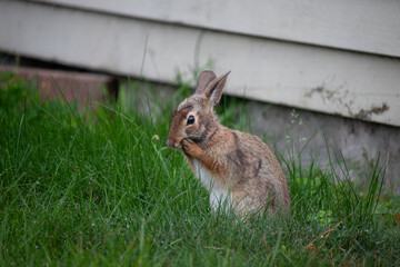 bunny washing its face