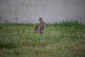 looking bunny