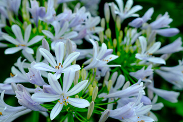 アガパンサスの花