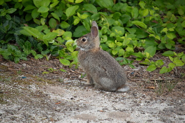 proud baby bunny 