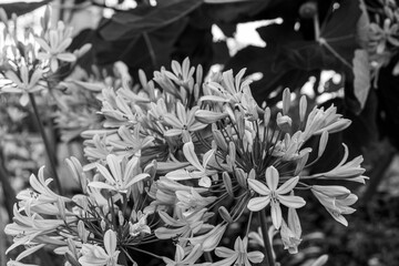 アガパンサスの花