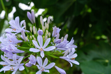 アガパンサスの花