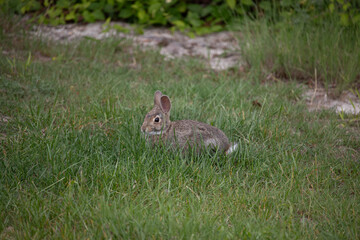 baby bunny laying in the grass