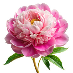 A stunning pink peony blossom with yellow center isolated on white background