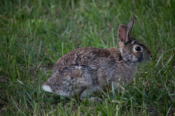 cottontail bunny 