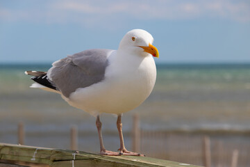Fototapeta premium seagull looking at you