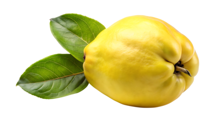 Isolated still life of a bright yellow quince fruit with leaves