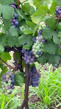 racimo de uvas Pinot Noir