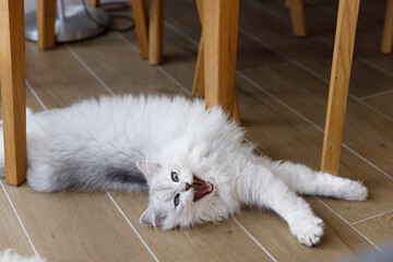 A Captivating Moment: A Lively Long-Haired Cat Lounging Under a Table, Yawning Expressively in a...