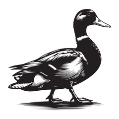duck vector illustration