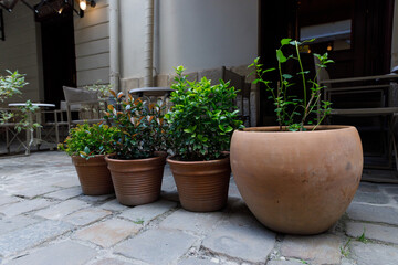 Charming Outdoor Planters Displaying Lush Greenery in Terracotta Pots on Cobblestone Pathway...