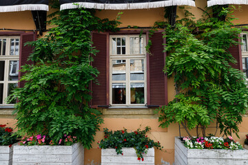Lush Greenery and Charming Window Accents: A Beautiful Outdoor Scene Featuring Vibrant Plants, Elegant Shutters, and Colorful Flowers in Decorative Planters.