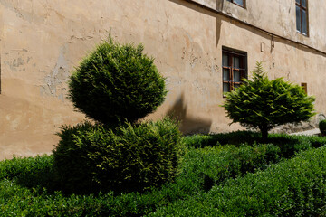 Fototapeta premium Lush Greenery and Unique Shrub Shapes Against a Textured Wall: Nature's Beauty in a Serene Urban Setting