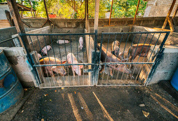 Indian pigs and farmers in a home-based pig farm