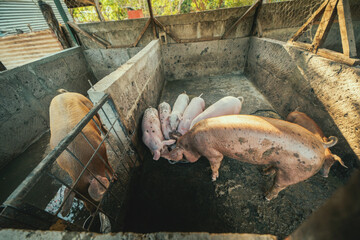 Beautiful fat pigs in a home farm