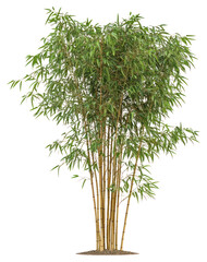 PNG A Bamboo tree bamboo plant tropical.
