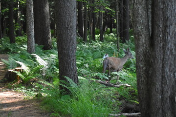 La Plaine 24 Juin 2025