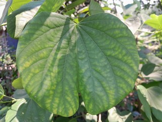 Obraz premium Bauhinia forficata green leaves on nature in Bangladesh. Bauhinia forficata beautiful orchid plant in South Asia.
