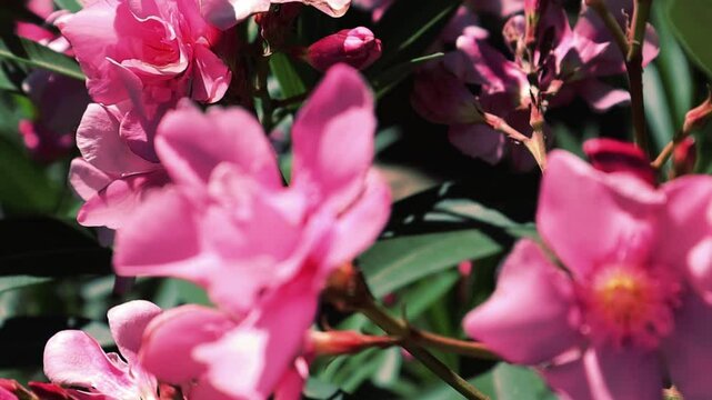 Pink oleander flowers in full bloom, displaying vibrant colors and delicate petals. A close-up shot of pink oleander flowering bush in spring summer garden, delicate petals and lush green foliage. a