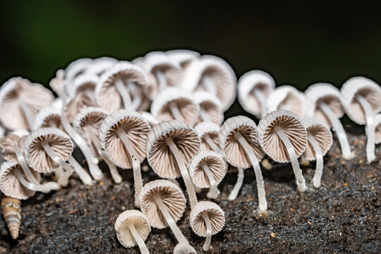 Coprinellus disseminatus, Coprinus disseminatus，fairy inkcap, fairy bonnet, or trooping crumble cap, agaric fungus in the family Psathyrellaceae. Makiki Valley Loop Trail, Honolulu, Oahu, Hawaii