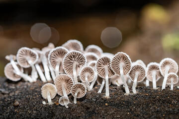 Coprinellus disseminatus,  Coprinus disseminatus，fairy inkcap, fairy bonnet, or trooping crumble...
